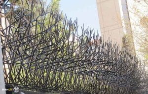 حفاظ شاخ گوزنی در شاد آباد