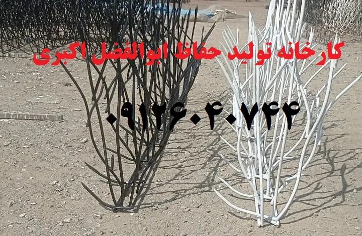 حفاظ شاخ گوزنی بوته ای ابوالفضل اکبری