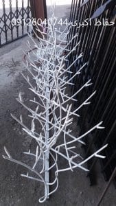 شاخ گوزنی مارال